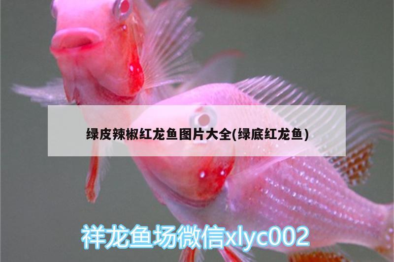 绿皮辣椒红龙鱼图片大全(绿底红龙鱼) 魟鱼