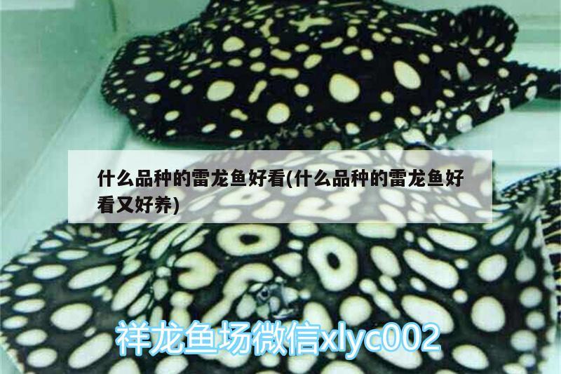 什么品种的雷龙鱼好看(什么品种的雷龙鱼好看又好养) 黄金斑马鱼