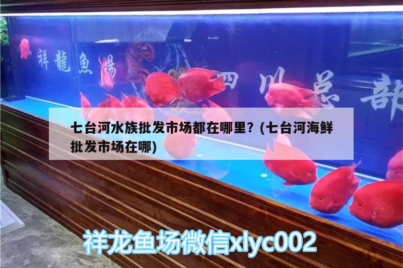 七台河水族批发市场都在哪里？(七台河海鲜批发市场在哪) 观赏鱼水族批发市场