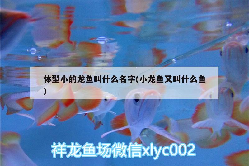 体型小的龙鱼叫什么名字(小龙鱼又叫什么鱼) 黄金斑马鱼