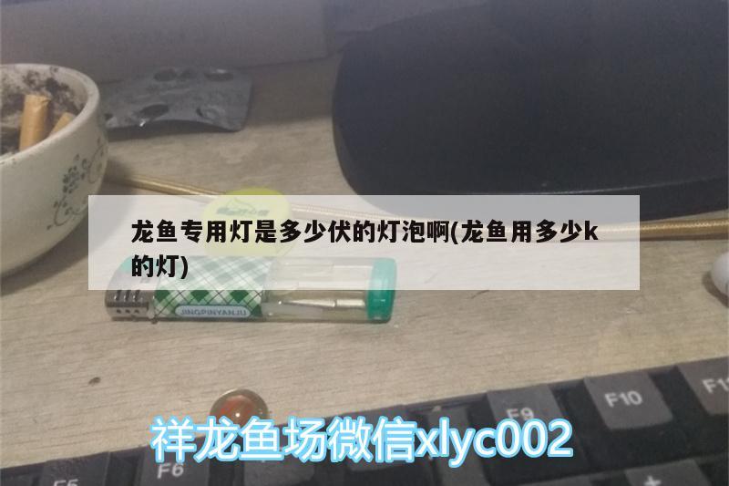 龙鱼专用灯是多少伏的灯泡啊(龙鱼用多少k的灯)