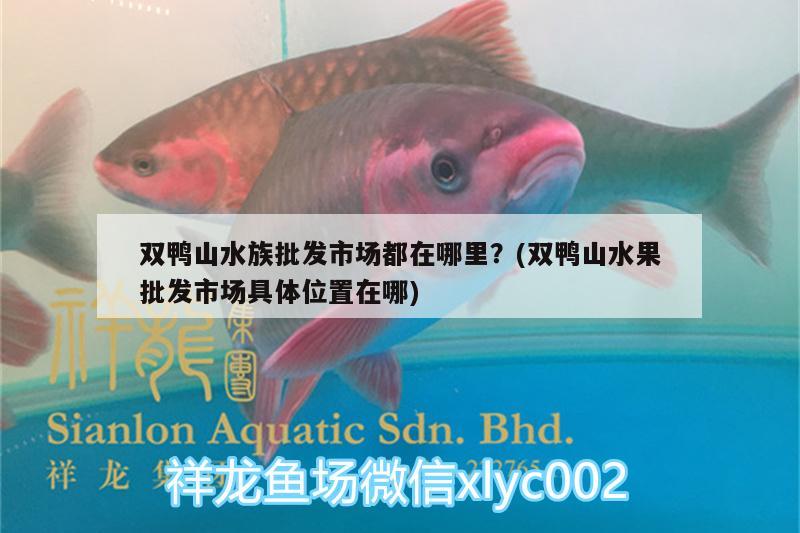 双鸭山水族批发市场都在哪里？(双鸭山水果批发市场具体位置在哪)