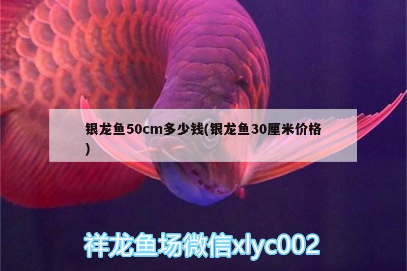 银龙鱼50cm多少钱(银龙鱼30厘米价格)