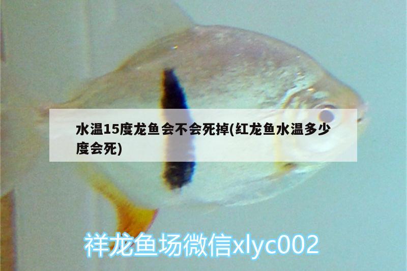 水温15度龙鱼会不会死掉(红龙鱼水温多少度会死) 非洲金鼓鱼