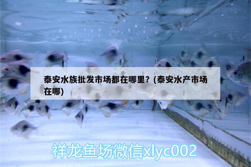 泰安水族批发市场都在哪里？(泰安水产市场在哪)