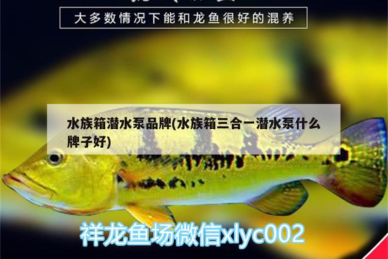 水族箱潜水泵品牌(水族箱三合一潜水泵什么牌子好) 鱼缸/水族箱