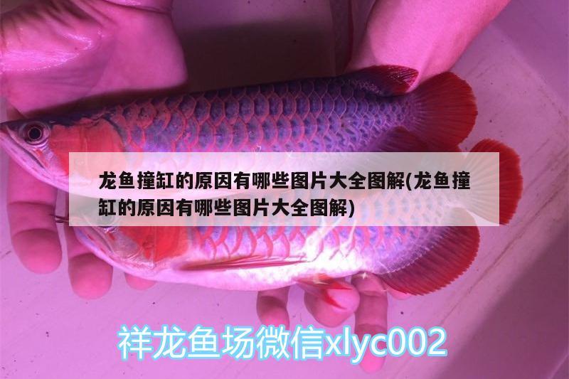 龙鱼撞缸的原因有哪些图片大全图解(龙鱼撞缸的原因有哪些图片大全图解) 广州水族批发市场