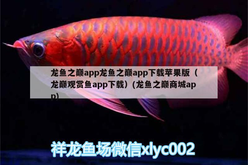 龙鱼之巅app龙鱼之巅app下载苹果版（龙巅观赏鱼app下载）(龙鱼之巅商城app)