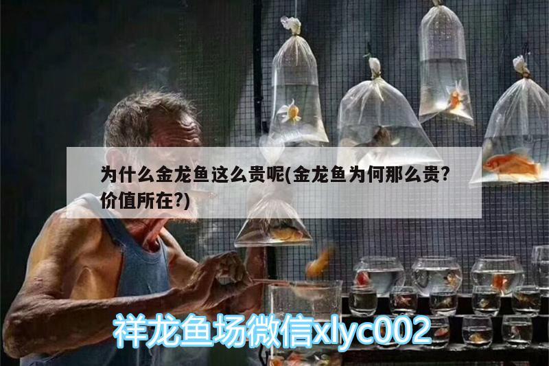 为什么金龙鱼这么贵呢(金龙鱼为何那么贵?价值所在?)