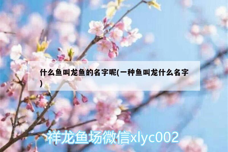 什么鱼叫龙鱼的名字呢(一种鱼叫龙什么名字) 哥伦比亚巨暴鱼苗