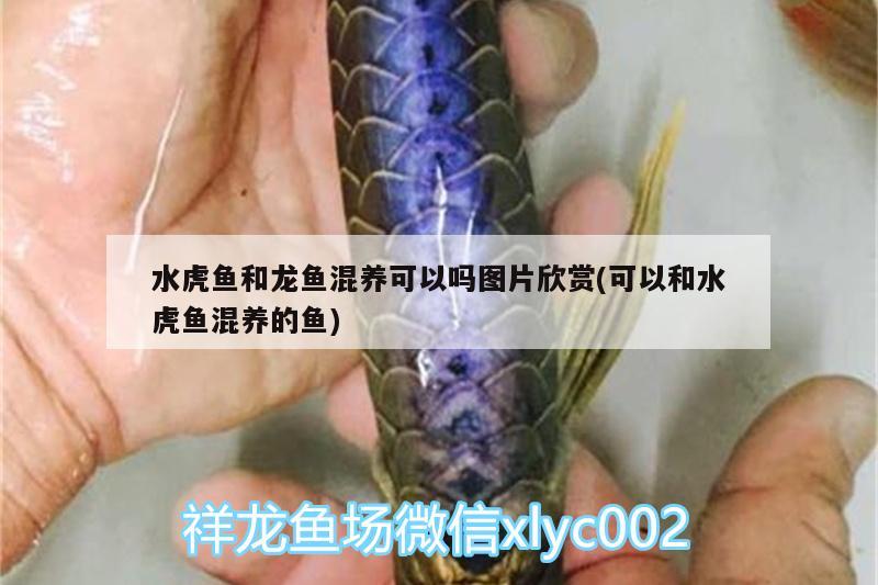 水虎鱼和龙鱼混养可以吗图片欣赏(可以和水虎鱼混养的鱼) 食人鱼（水虎）