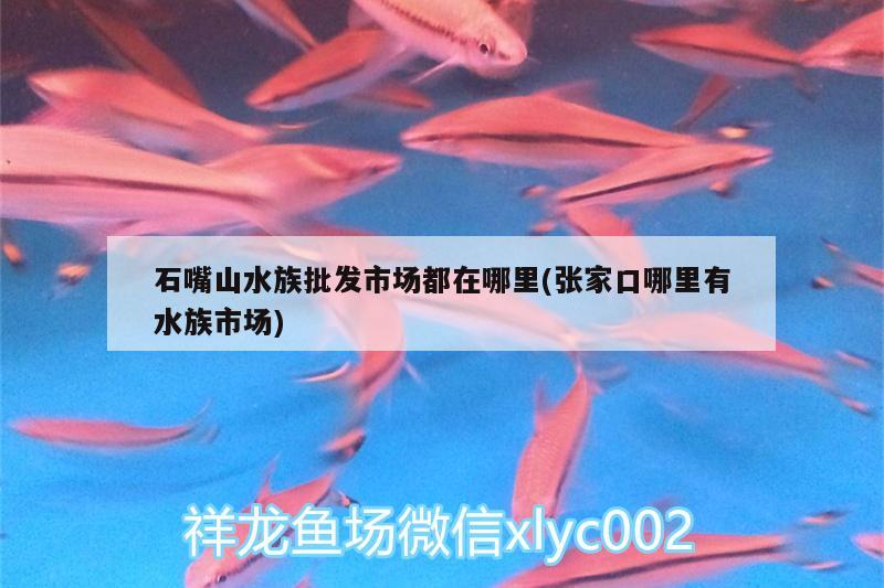 石嘴山水族批发市场都在哪里(张家口哪里有水族市场) 观赏鱼水族批发市场