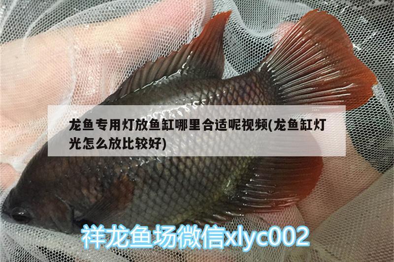 龙鱼专用灯放鱼缸哪里合适呢视频(龙鱼缸灯光怎么放比较好)