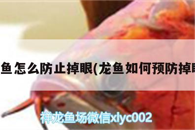 龙鱼怎么防止掉眼(龙鱼如何预防掉眼) 奈及利亚红圆点狗头