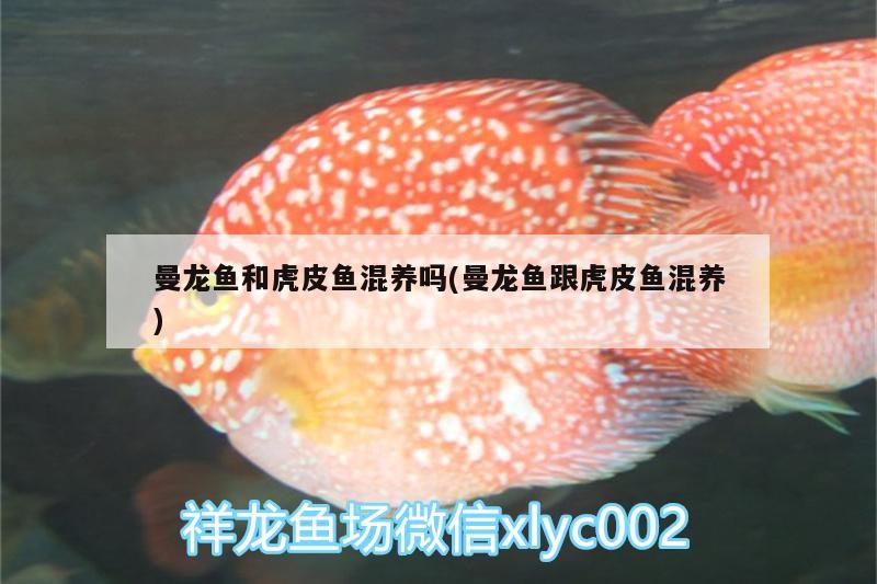 曼龙鱼和虎皮鱼混养吗(曼龙鱼跟虎皮鱼混养)