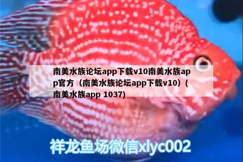 南美水族论坛app下载v10南美水族app官方（南美水族论坛app下载v10）(南美水族app1037) 野彩鱼