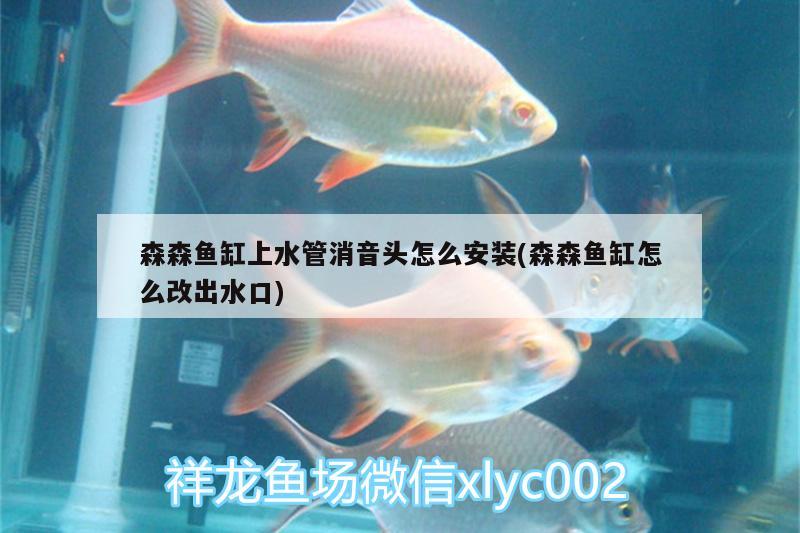 森森鱼缸上水管消音头怎么安装(森森鱼缸怎么改出水口) 绿皮皇冠豹鱼