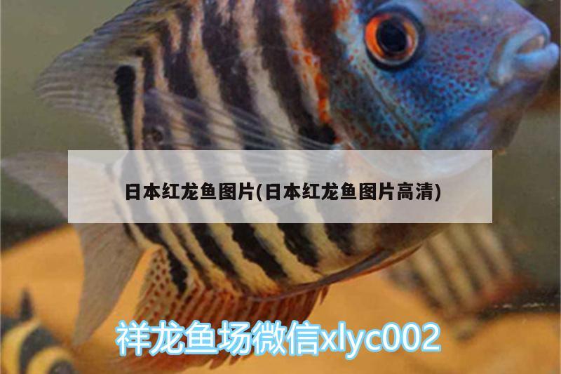 日本红龙鱼图片(日本红龙鱼图片高清)