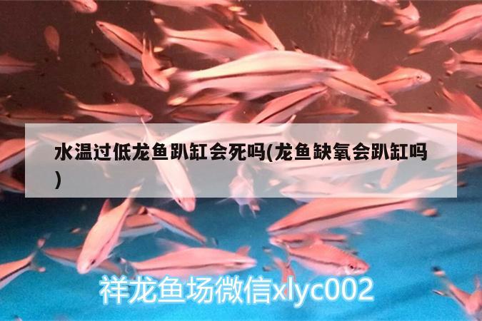 水温过低龙鱼趴缸会死吗(龙鱼缺氧会趴缸吗) 赤荔凤冠鱼