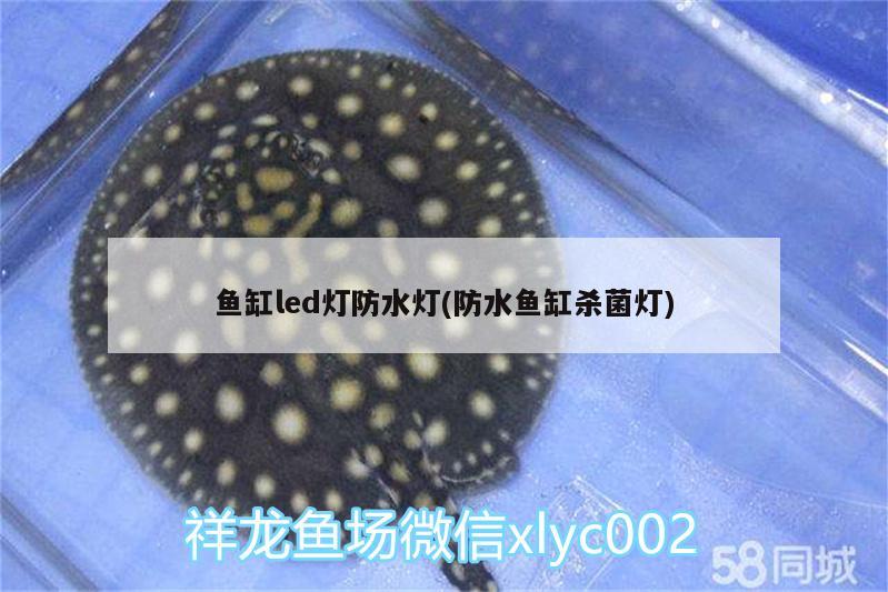 鱼缸led灯防水灯(防水鱼缸杀菌灯) 其它水族用具设备