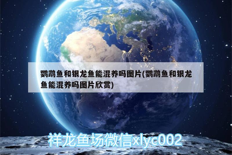 鹦鹉鱼和银龙鱼能混养吗图片(鹦鹉鱼和银龙鱼能混养吗图片欣赏) 鹦鹉鱼