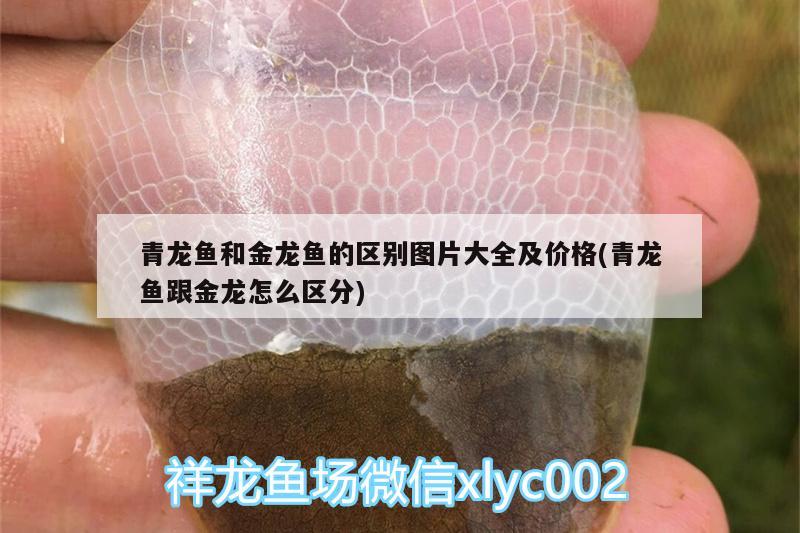 青龙鱼和金龙鱼的区别图片大全及价格(青龙鱼跟金龙怎么区分) 青龙鱼