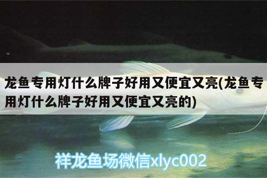 龙鱼专用灯什么牌子好用又便宜又亮(龙鱼专用灯什么牌子好用又便宜又亮的) 过背金龙鱼