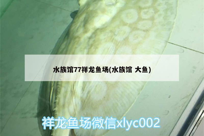 水族馆77祥龙鱼场(水族馆大鱼) 祥龙鱼场