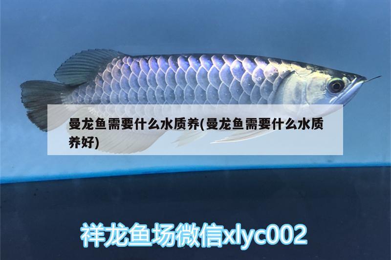 曼龙鱼需要什么水质养(曼龙鱼需要什么水质养好) 广州龙鱼批发市场