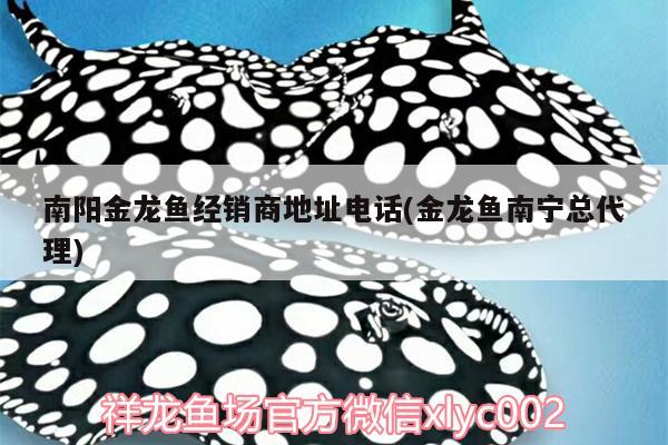 南阳金龙鱼经销商地址电话(金龙鱼南宁总代理) 野生埃及神仙鱼