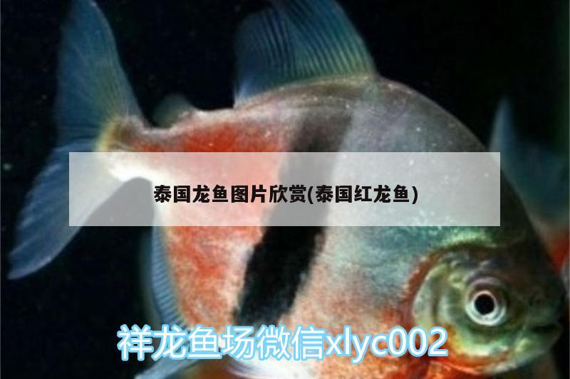 泰国龙鱼图片欣赏(泰国红龙鱼) 水族用品