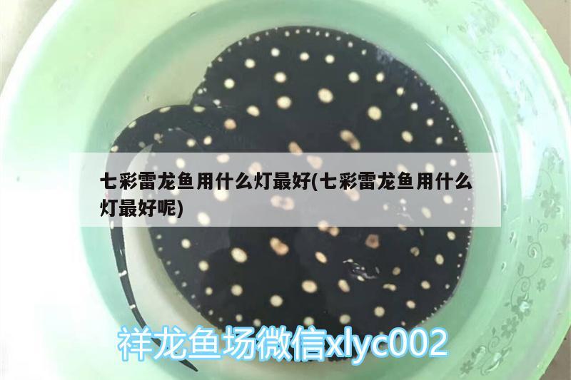 七彩雷龙鱼用什么灯最好(七彩雷龙鱼用什么灯最好呢)