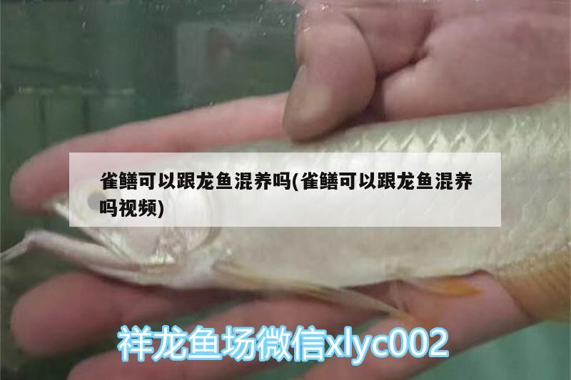 雀鳝可以跟龙鱼混养吗(雀鳝可以跟龙鱼混养吗视频) 水族灯（鱼缸灯）