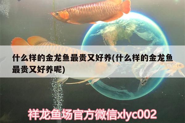 什么样的金龙鱼最贵又好养(什么样的金龙鱼最贵又好养呢) 白子银版鱼苗 第2张