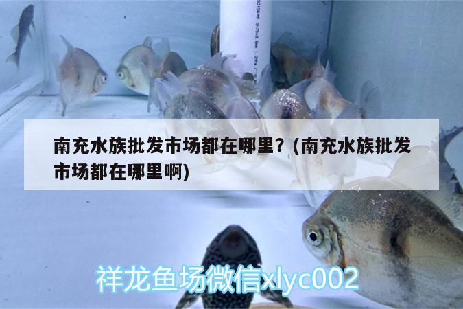 南充水族批发市场都在哪里？(南充水族批发市场都在哪里啊) 观赏鱼水族批发市场