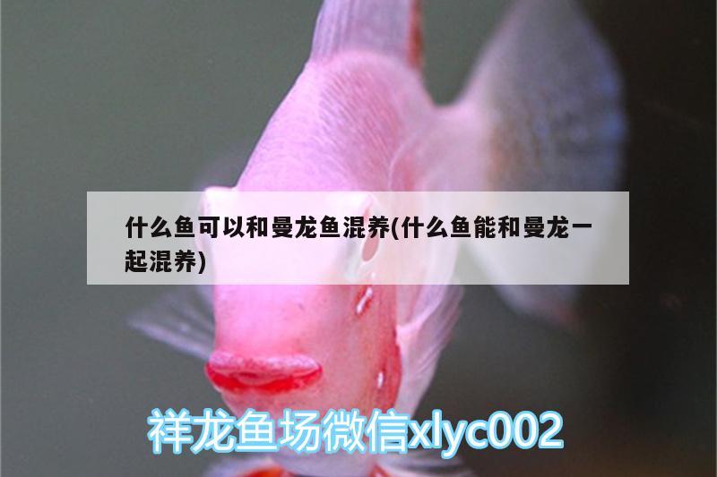 什么鱼可以和曼龙鱼混养(什么鱼能和曼龙一起混养) 水族用品