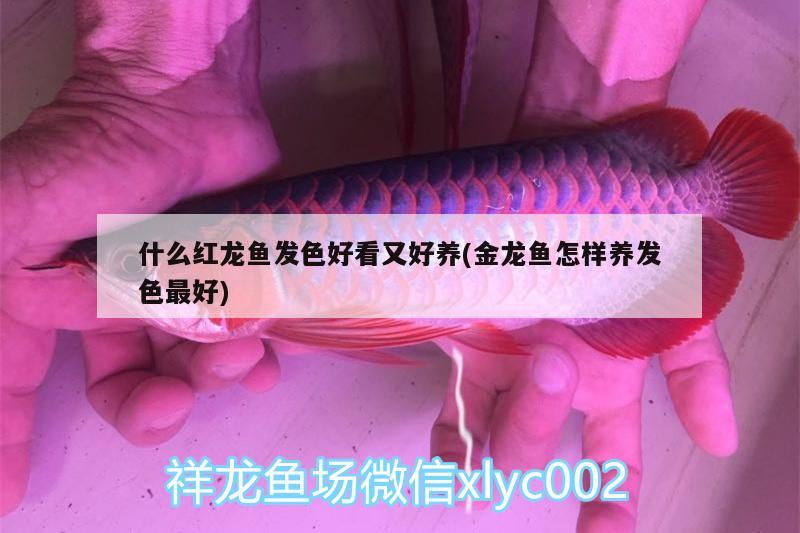 什么红龙鱼发色好看又好养(金龙鱼怎样养发色最好) 蓝底过背金龙鱼