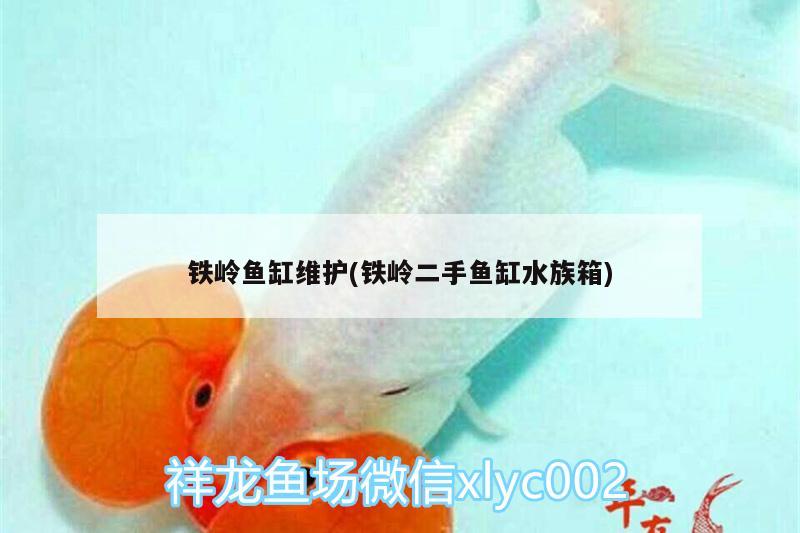 铁岭鱼缸维护(铁岭二手鱼缸水族箱) 鱼缸/水族箱