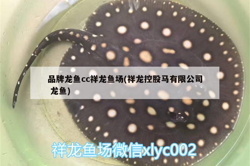 品牌龙鱼cc祥龙鱼场(祥龙控股马有限公司龙鱼)