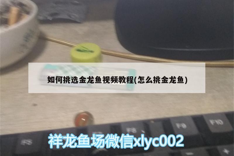 如何挑选金龙鱼视频教程(怎么挑金龙鱼) 祥龙超血红龙鱼 第2张