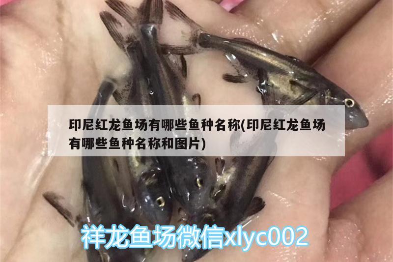 印尼红龙鱼场有哪些鱼种名称(印尼红龙鱼场有哪些鱼种名称和图片)