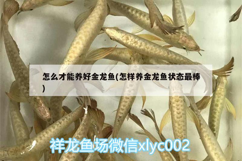 怎么才能养好金龙鱼(怎样养金龙鱼状态最棒) 罗汉鱼批发