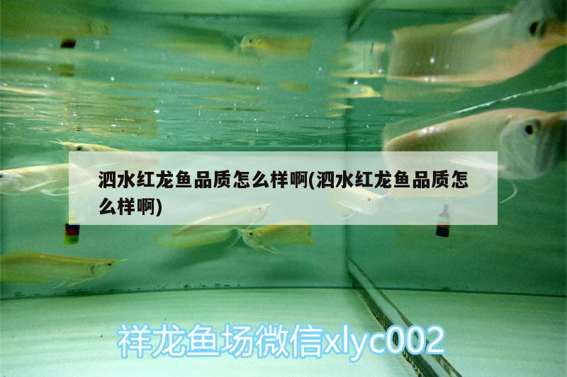 泗水红龙鱼品质怎么样啊(泗水红龙鱼品质怎么样啊)