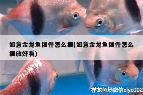 如意金龙鱼摆件怎么摆(如意金龙鱼摆件怎么摆放好看)