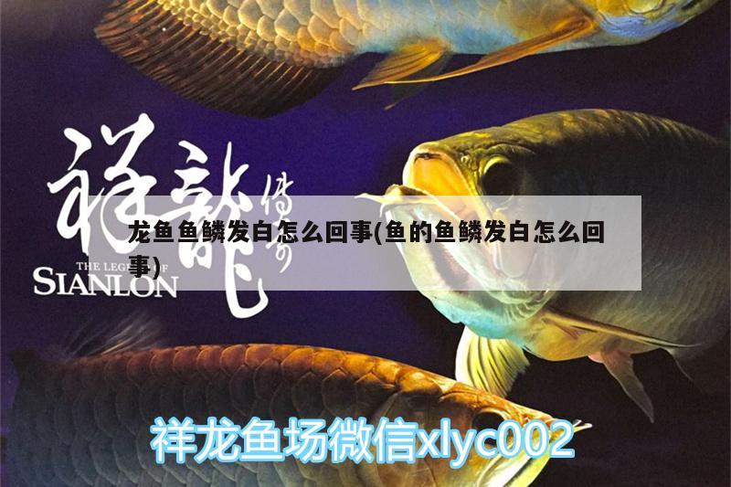 龙鱼鱼鳞发白怎么回事(鱼的鱼鳞发白怎么回事)