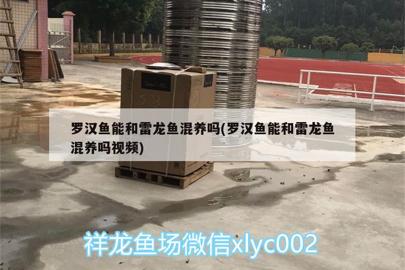 罗汉鱼能和雷龙鱼混养吗(罗汉鱼能和雷龙鱼混养吗视频)