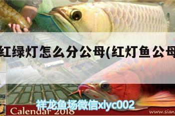 热带鱼红绿灯怎么分公母(红灯鱼公母怎么区分) 广州观赏鱼批发市场
