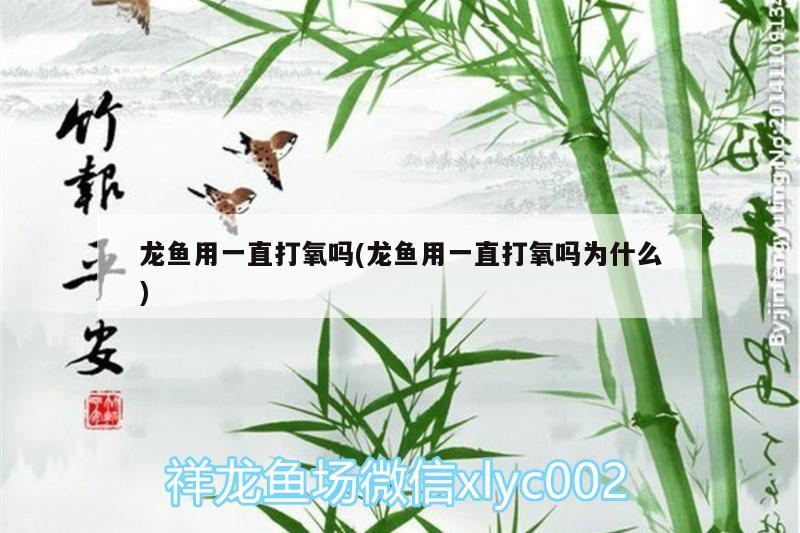 龙鱼用一直打氧吗(龙鱼用一直打氧吗为什么)