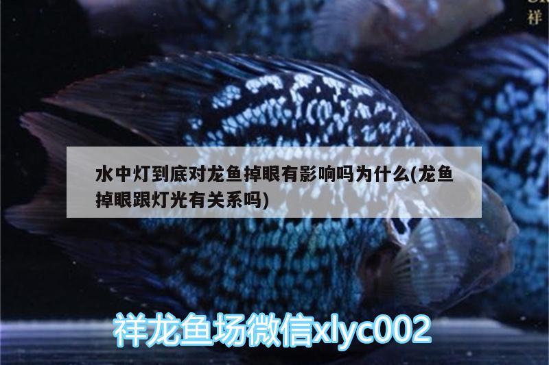 水中灯到底对龙鱼掉眼有影响吗为什么(龙鱼掉眼跟灯光有关系吗)