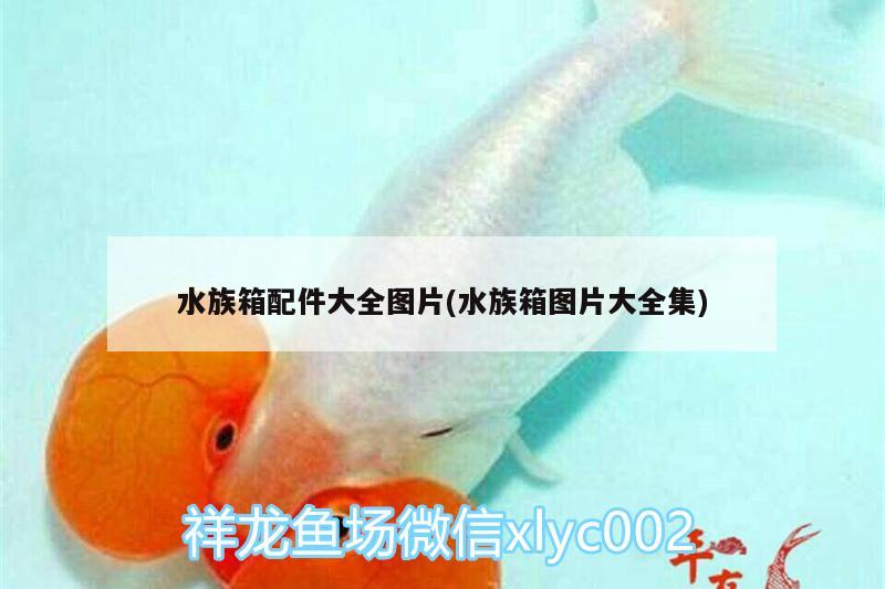 水族箱配件大全图片(水族箱图片大全集)